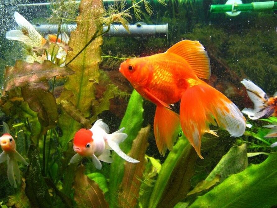 money aquarium with goldfish