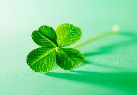Among the plants there are talismans that can protect against negativity, one of them is the clover
