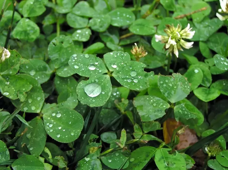 charm - four-leaf clover