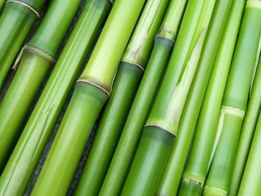 good luck charm - bamboo